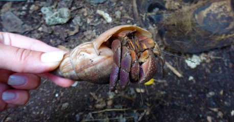 Coconut crabs, Tranquility Island, Efate, Vanuatu.