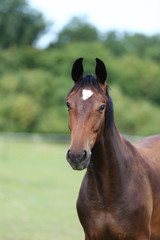 Naklejka premium Head of a young thoroughbred horse on the summer meadow