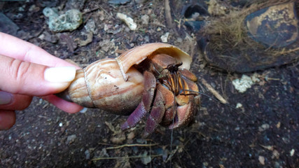 Coconut crabs, Tranquility Island, Efate, Vanuatu.