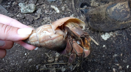 Coconut crabs, Tranquility Island, Efate, Vanuatu.
