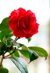 ツバキ　バレンタイン・デー