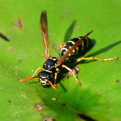 close up of drinking wasp