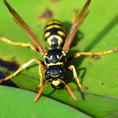 close up of drinking wasp
