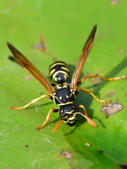 close up of drinking wasp