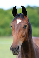 Obraz premium Głowa młodego konia pełnej krwi na letniej łące