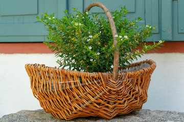 Weidenkorb mit Pflanze