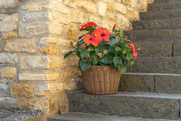 Hibiskus im Weidenkorb © Jana Lösch