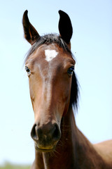 Obraz premium Head of a young thoroughbred horse on the summer meadow