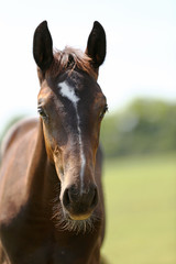 Head of a young thoroughbred horse on the summer meadow
