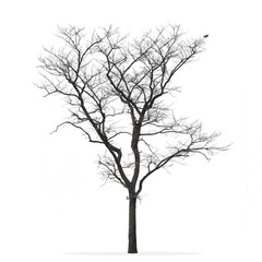 Leafless tree isolated white background