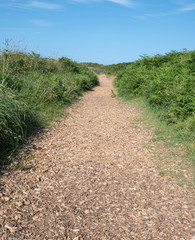 Walking path with wooden chips bordered with dense green ferns and blue sky