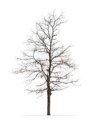 Tree without leaf isolated on white background