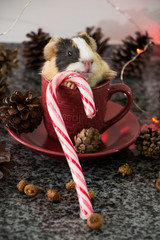 Christmas decoration. Little funny guinea pig in red cup with christmas hat and chritmas decoration.