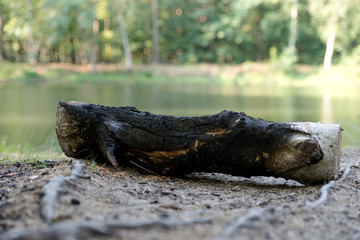 Partly burned charred piece of wood from beach