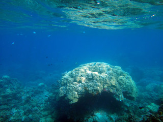Sealife of Tranquility Island, Efate, Vanuatu