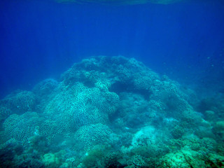 Sealife of Tranquility Island, Efate, Vanuatu