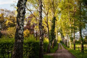Fototapeta premium Birken Allee