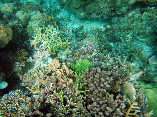 Sealife of Tranquility Island, Efate, Vanuatu