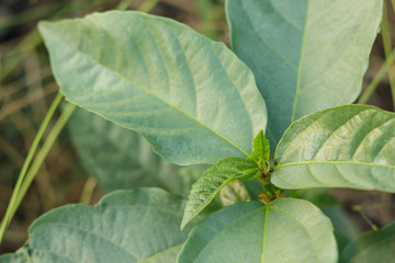 leaf green tree nature environmental