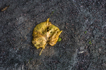 fallen yellow dry leaf on grey sand