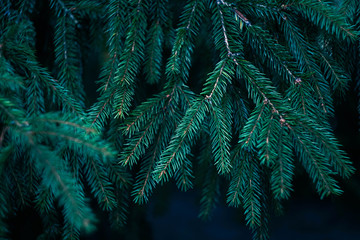 green branch of the Christmas tree close-up