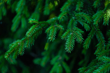 green branch of the Christmas tree