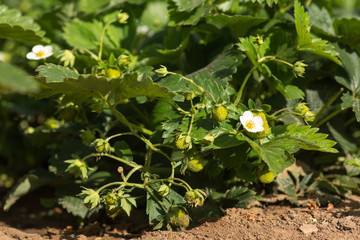 bushes of strawberries blooming in the garden. close-up