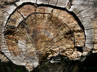Polonne / Ukraine - August 01 2018: Dark brown tree trunk texture or background