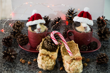 Christmas decoration. Little funny guinea pig in red cup with christmas hat and christmas decoration.