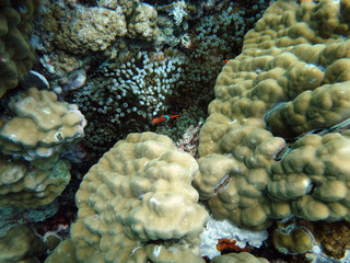Sealife of Tranquility Island, Efate, Vanuatu