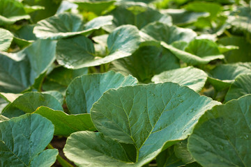 pumpkin leaves and stems twining after the rain,  texture background, close-up