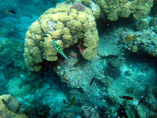 Sealife of Tranquility Island, Efate, Vanuatu