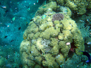 Sealife of Tranquility Island, Efate, Vanuatu