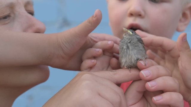 Slender girl with children caught sparrow chick and looked at him in her arms. Mother shows the children careful attitude to nature and animals