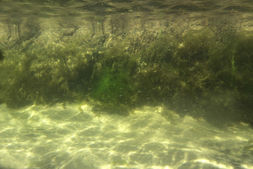 Underwater part of the cliff covered with algae and illuminated by the sun. Fish and shrimp