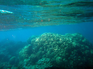 Naklejka na ściany i meble Sealife of Tranquility Island, Efate, Vanuatu