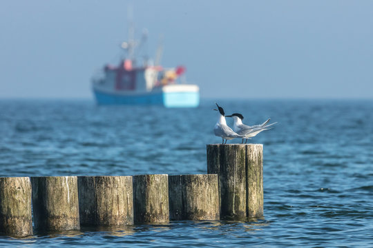 Seeschwalben und fischkutter