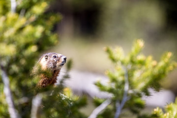 Fototapeta premium Marmotta nel parco nazionale Yellowstone