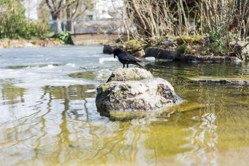 Black crow standing on stone in pond