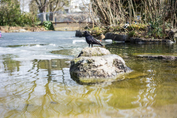 Obraz na płótnie Canvas Black crow standing on stone in pond