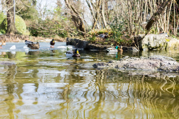 close up of duck swimming in water
