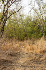 Obraz premium trees and grass dry in forest summer