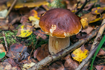 porcini in the forest. White mushroom in the autumn foliage