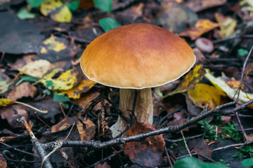 Mushroom boletus growing in the forest in autumn. Porcini among the leaves