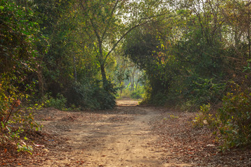 road and path in the wild tree tunnel nature at thailand