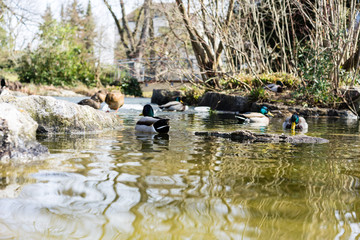 Obraz na płótnie Canvas Duck swimming in pond with ice