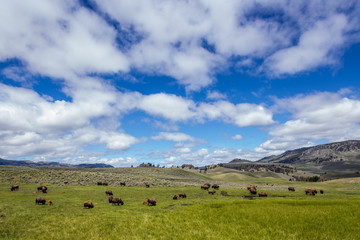 Fototapeta na wymiar Panorami nella Lamar Valley, valle di Lamar nel parco Nazionale Yellowstone con bisonti al pascolo