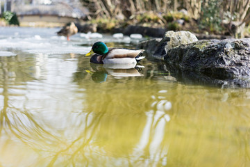 Mallard duck, mallard anas platyrhynchos, with green head swimming in pond