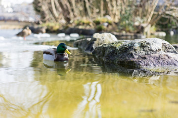 Mallard duck, mallard anas platyrhynchos, with green head swimming in pond