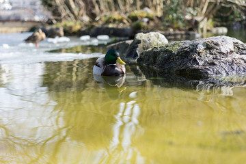 Mallard duck, mallard anas platyrhynchos, with green head swimming in pond